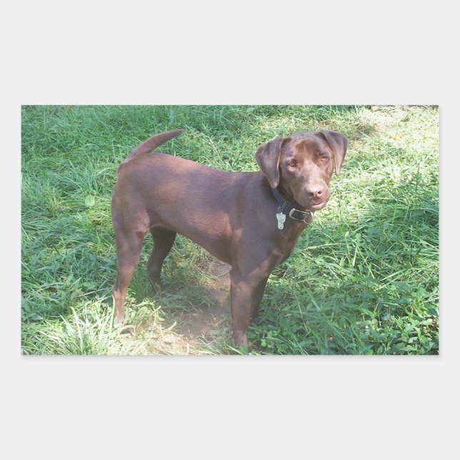 Adesivo Retangular Labrador Chocolate Completo (Frente)
