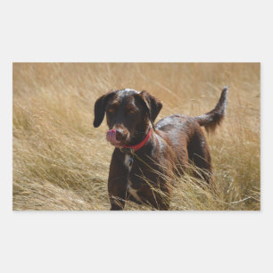 Adesivo Retangular Labrador Chocolate Lambe-Lambe