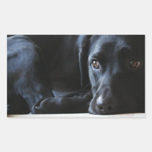 Adesivo Retangular Labrador preto