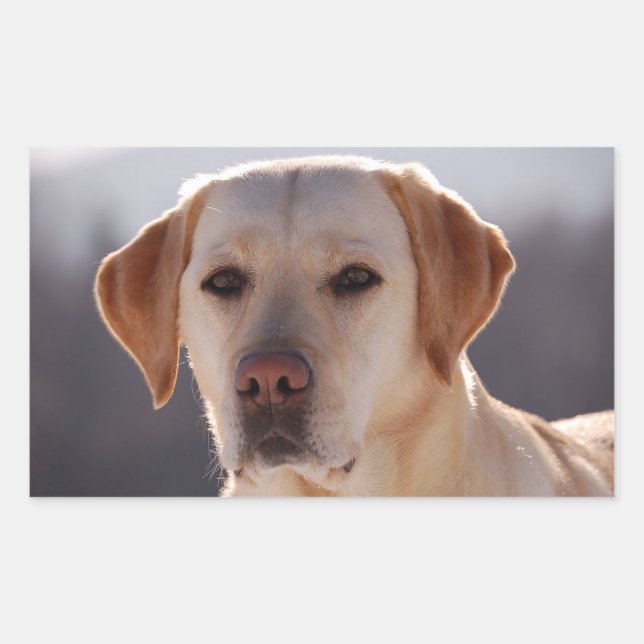 Adesivo Retangular Labrador Retriever amarelo (Frente)