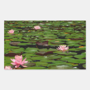 Adesivo Retangular Lagoa cor-de-rosa da flor do lírio de água dos