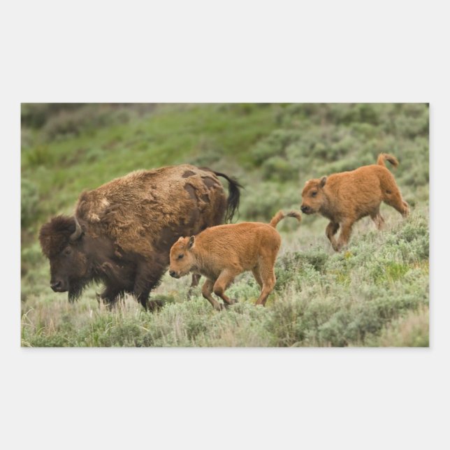 Adesivo Retangular Lamar Valley Mini Stampede (Frente)