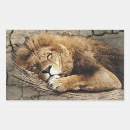 Adesivo Retangular Leão dormindo Pedra de gato selvagem