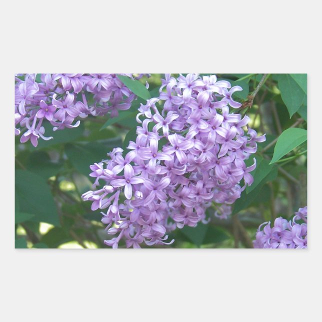 Adesivo Retangular Lilases de cheiro doce (Frente)