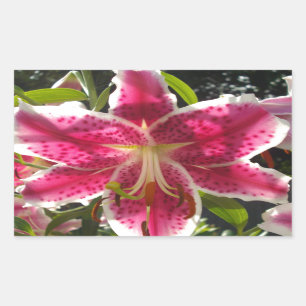 Adesivo Retangular Lily do Dia Rosa