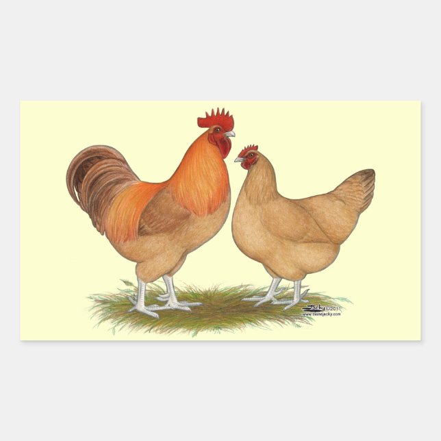 Adesivo Retangular Lincolnshire Buff Chickens (Frente)