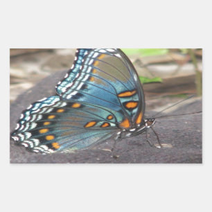 Adesivo Retangular Linda Borboleta Azul Laranja e Preta.