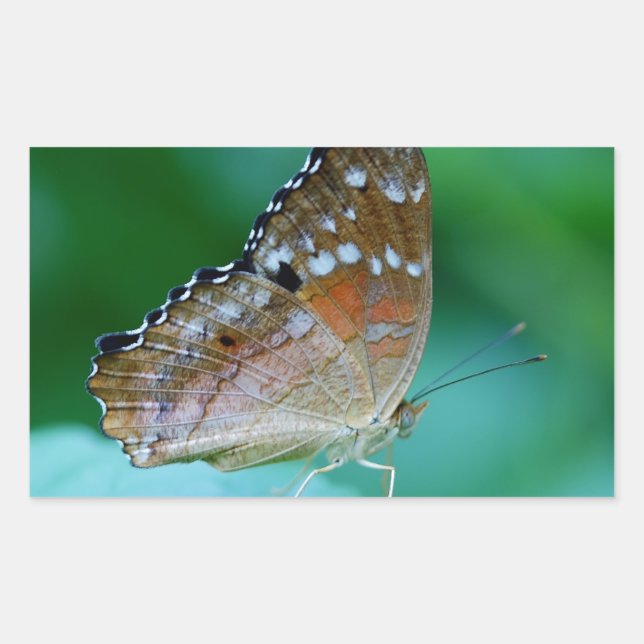 Adesivo Retangular Linda Borboleta Danaus Plexippus na Folha. (Frente)