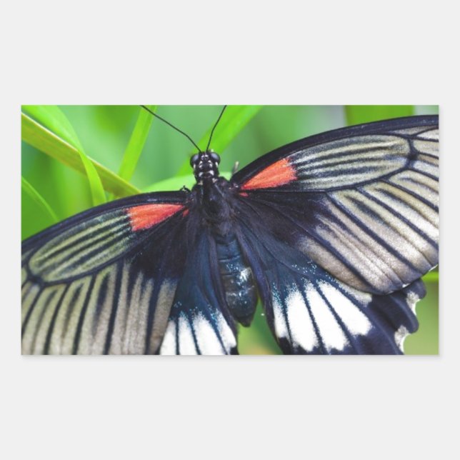 Adesivo Retangular Linda borboleta negra, branca e vermelha (Frente)