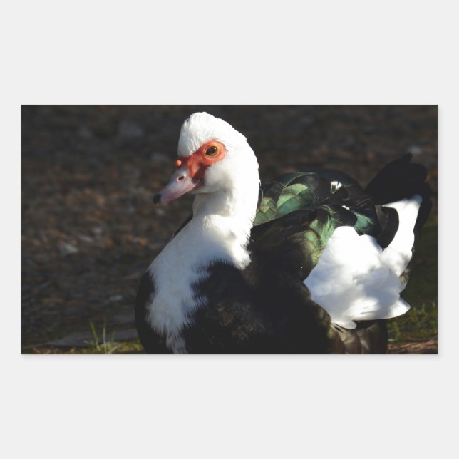 Adesivo Retangular Linda Muscovy Drakelet (Frente)