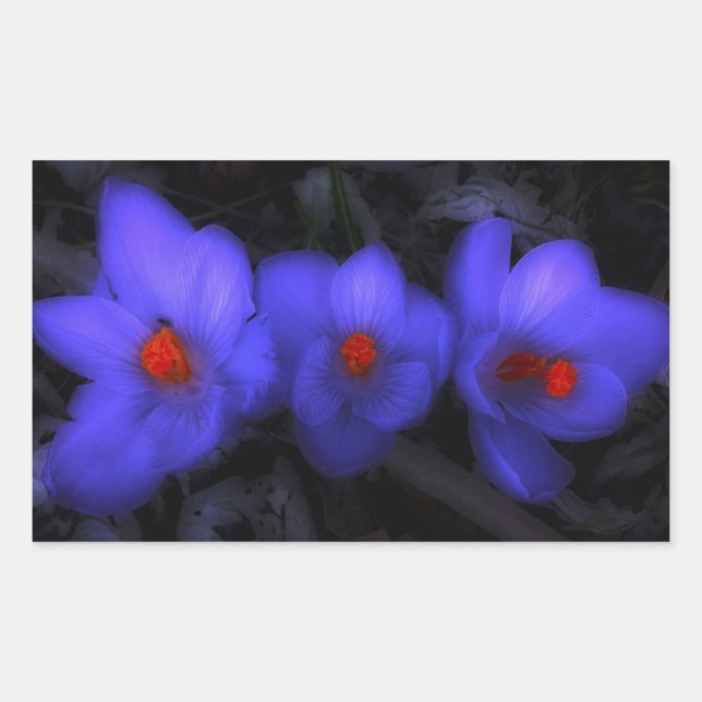 Adesivo Retangular Lindos Blooms de Crocus Roxo (Frente)