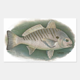 Adesivo Retangular Logotipo de peixe pontual