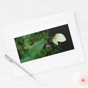 Adesivo Retangular Lotus Water Lily