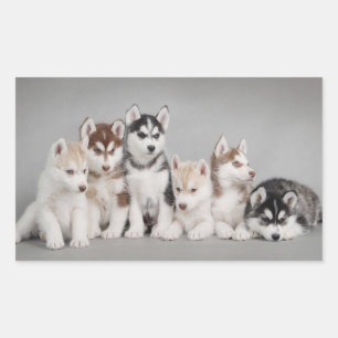 Adesivo Retangular Love Siberian Huskies