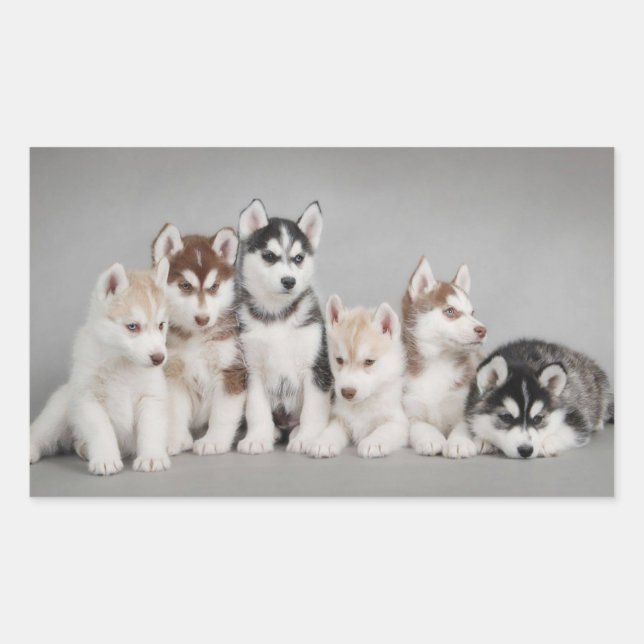 Adesivo Retangular Love Siberian Huskies (Frente)