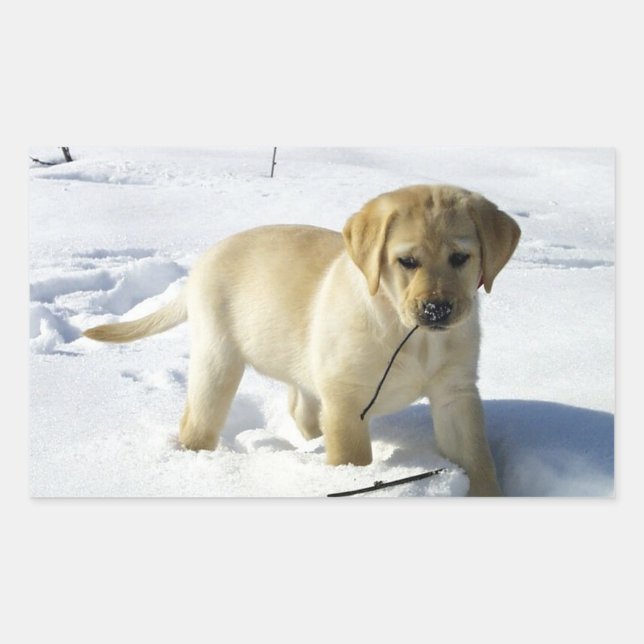 Adesivo Retangular LR yellow lab puppy in snow (Frente)