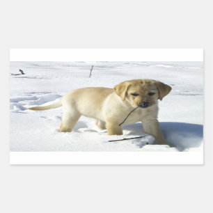 Adesivo Retangular LR yellow lab puppy in snow