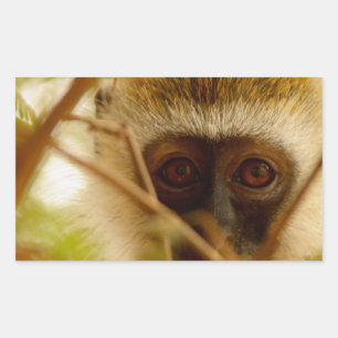 Adesivo Retangular Macaco atrevido.