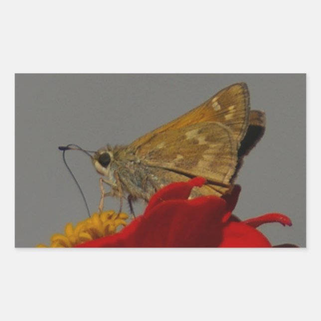 Adesivo Retangular Mães e Zinnia Vermelha (Frente)