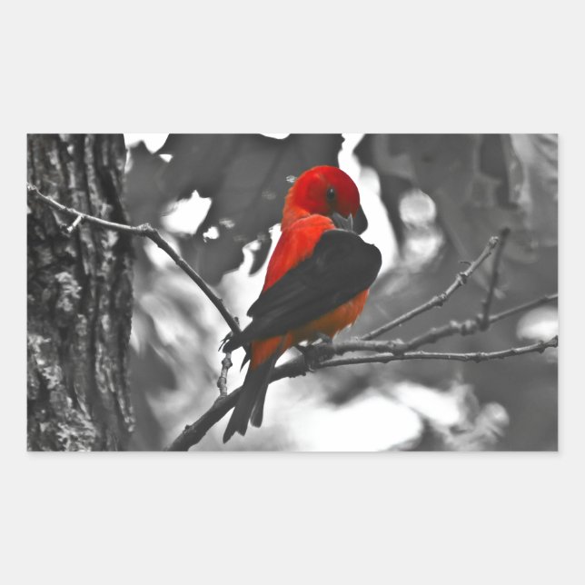 Adesivo Retangular Male Scarlet Tanager (Frente)