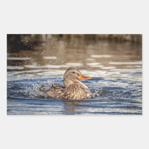 Adesivo Retangular Mallard Duck em Downing Park