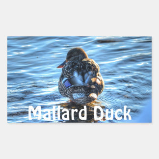 Adesivo Retangular Mallard Duck no Rio do inverno - Foto da vida selv