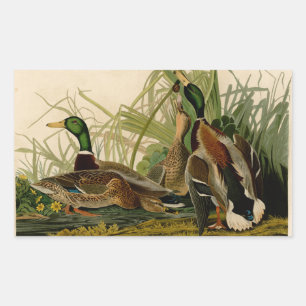 Adesivo Retangular Mallard Duck - Pincel de Ave Audubon