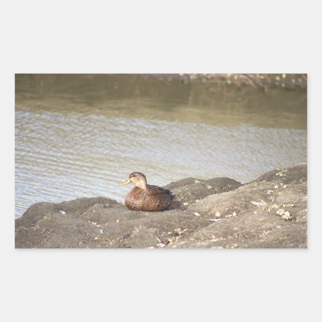 Adesivo Retangular Mallard Duck Stickers (Frente)