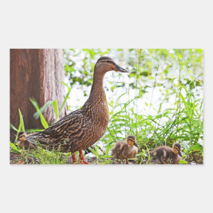 Adesivo Retangular Mallard e Ducklings por Shirley Taylor