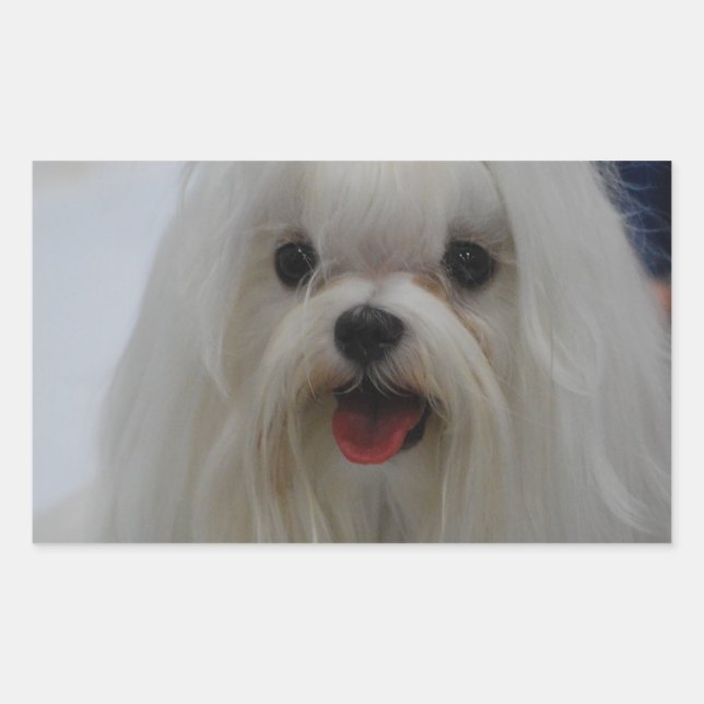 Adesivo Retangular Maltês Puppy Stickers (Frente)