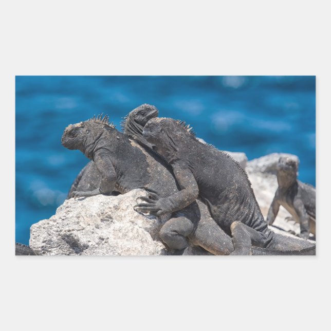 Adesivo Retangular Marine Iguana (Frente)