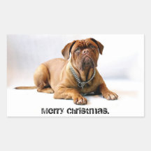 Mastiff Deadpan Dog Feliz Vinheta de Natal
