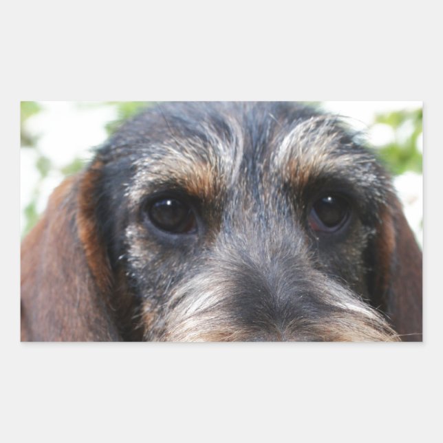 Adesivo Retangular Miniatura Wire Haired Dachshund (Frente)