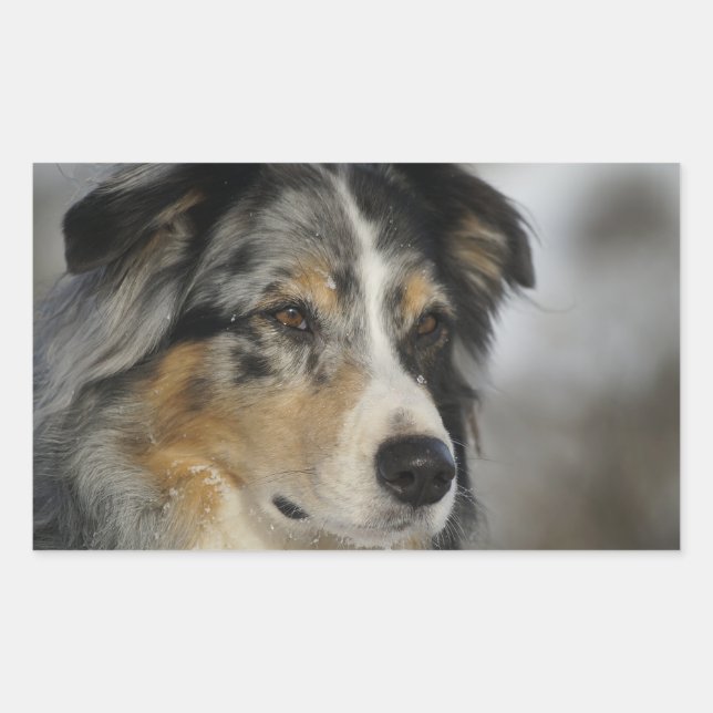 Adesivo Retangular Miniature American Shepherd Blue Merle segundo (Frente)