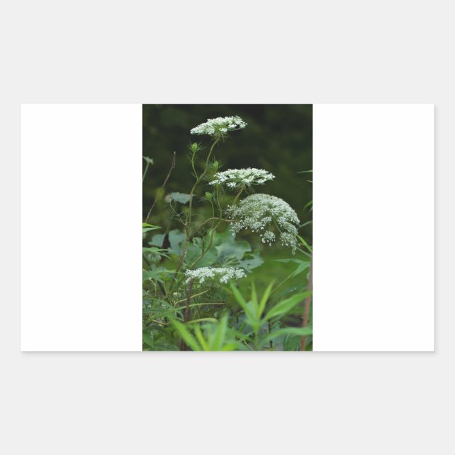 Adesivo Retangular modelo do autocolante retangular (Frente)