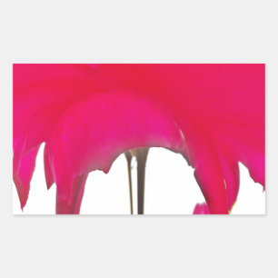 Adesivo Retangular Momento Capturado: Uma Elegância Petal Rosa vermel