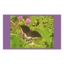 Monarca Preta Molhada Roxa