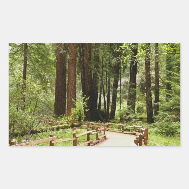 Adesivo Retangular Muir Woods Path I Nature Photoics (Frente)