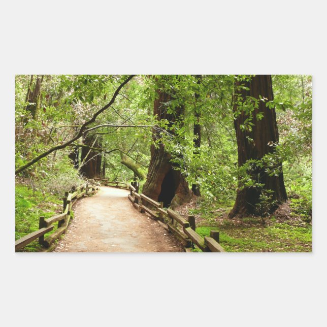 Adesivo Retangular Muir Woods Path II - Fotografia natural (Frente)