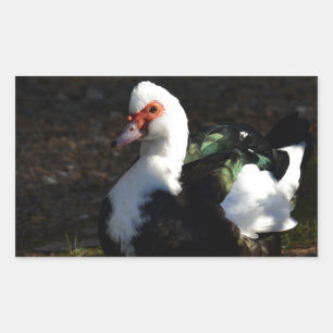 Adesivo Retangular Muscovy bonito Drakelet