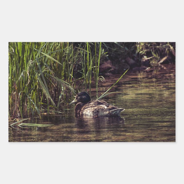 Adesivo Retangular Na borda de Pond (Frente)