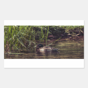 Adesivo Retangular Na borda de Pond