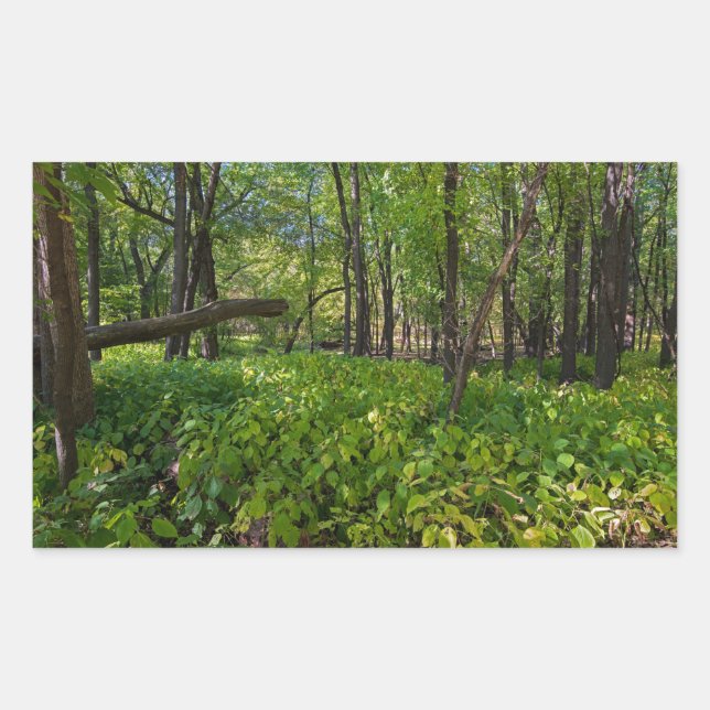 Adesivo Retangular na floresta em fort snelling state park (Frente)