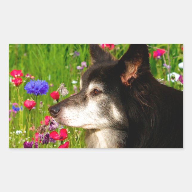 Adesivo Retangular Namorados Border Collie com belas flores (Frente)