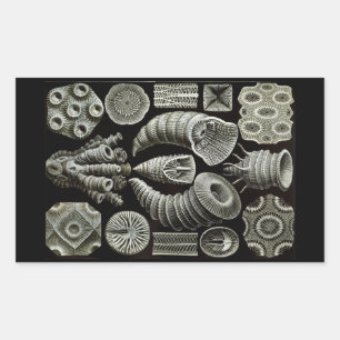 Adesivo Retangular Negativo Haeckel