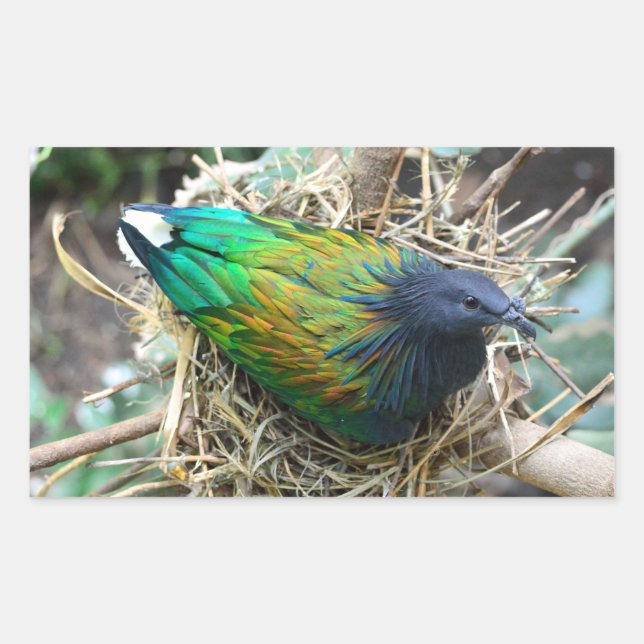 Adesivo Retangular Nicobar Pigeon no Nest (Frente)