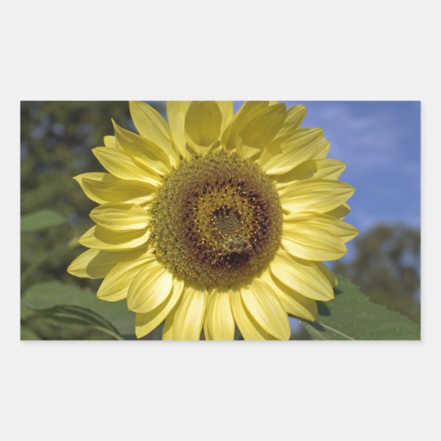 Adesivo Retangular O girassol perfeito do verão no céu azul. (Frente)