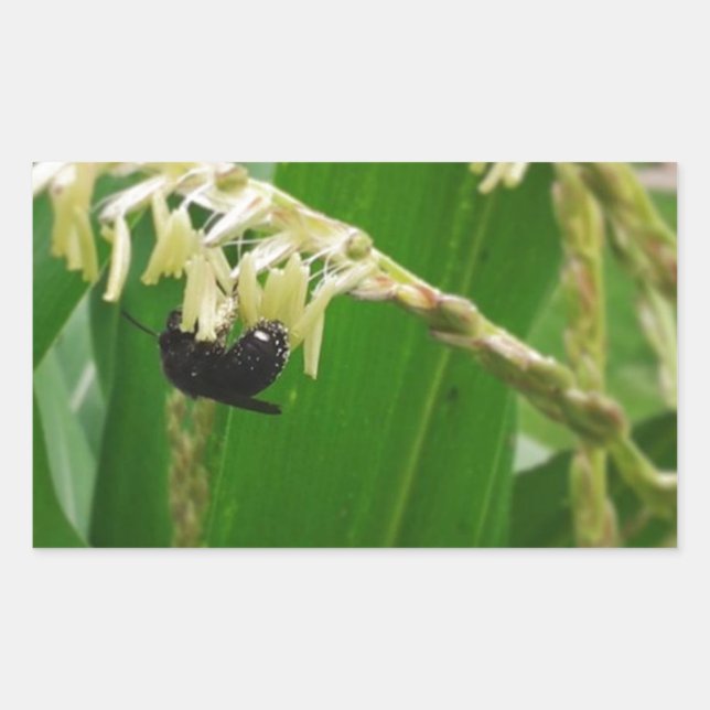 Adesivo Retangular O pólen de milho é alegre para as abelhas hoje. (Frente)