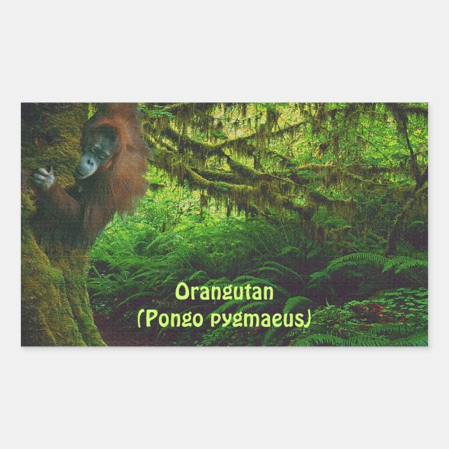 Adesivo Retangular Orangutan Bonito Jogando na Selva (Frente)