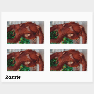 Adesivo Retangular Orangutanos